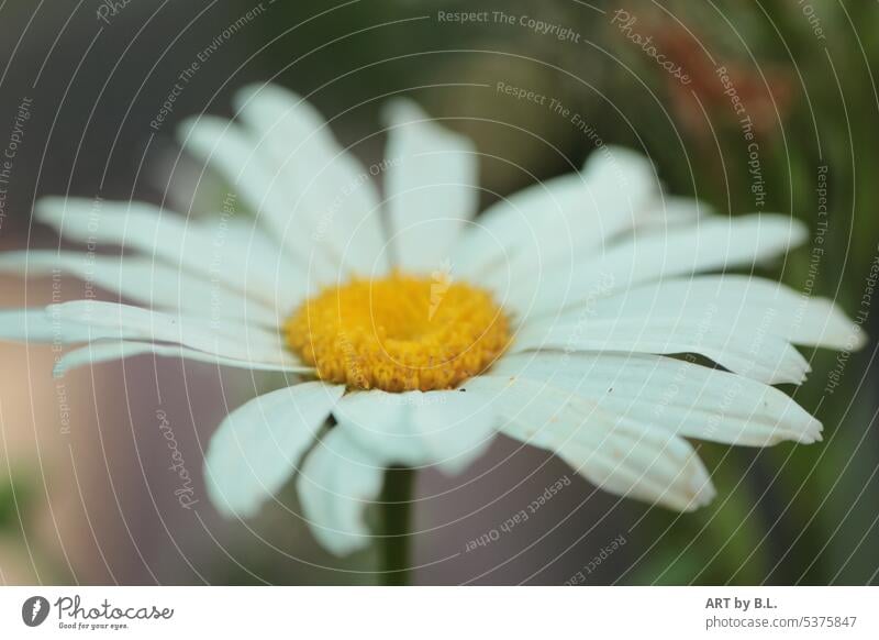 summer flower Marguerite Flower Blossom White Yellow Summer Season solo soloist Garden