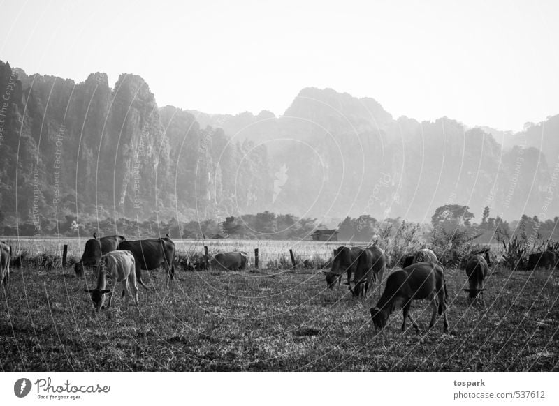 cows Vacation & Travel Adventure Far-off places Environment Nature Landscape Plant Animal Elements Pasture Vang Vieng Laos Asia Farm animal Cow Herd Observe