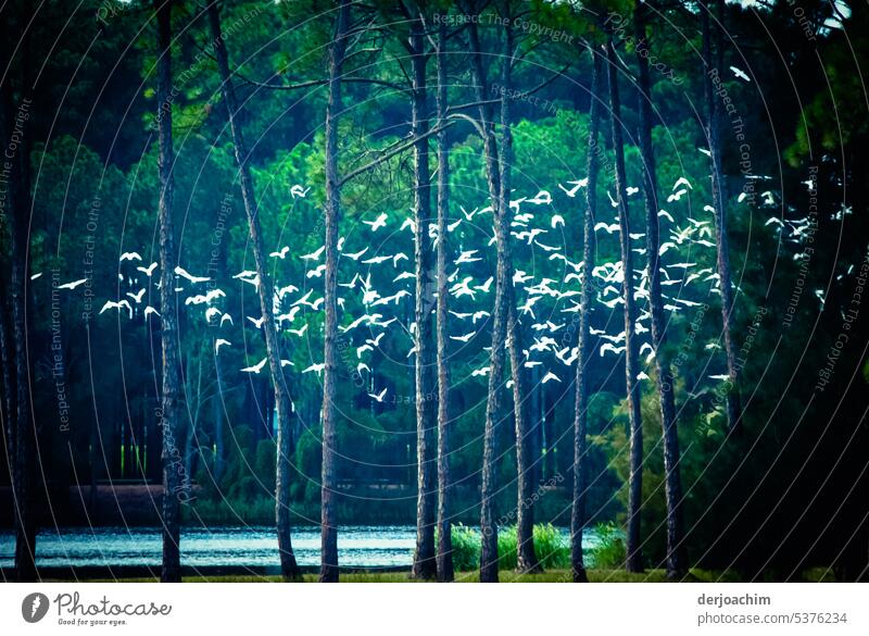 Bird meeting on the river. Birds fly Flying Group of animals Wild animal Flock of birds Sky Environment Free Movement Exterior shot Freedom Flight of the birds