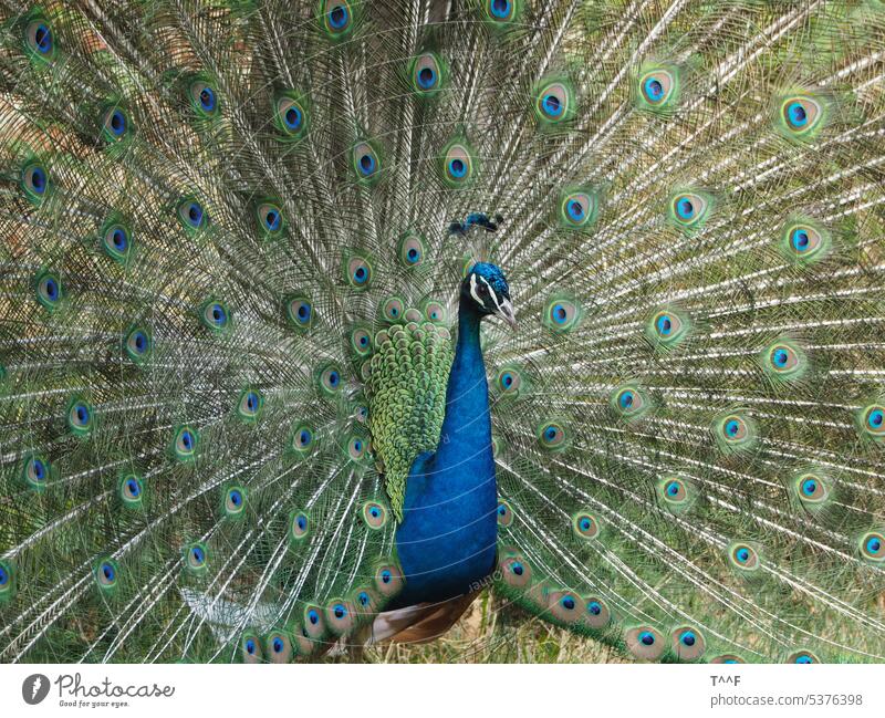 Radschäger – balzender Pfauenhahn Pfauenrad Vogel männlicher Pfau Pfauenmännchen Pfauenmann bunt schillern schillernd prächtig Pracht Federn glänzen glänzend