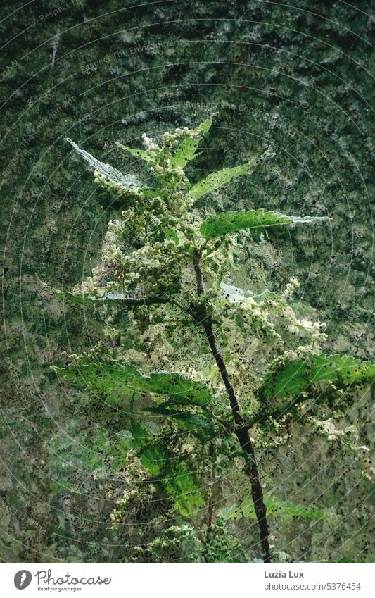 Old greenhouse... Nettle in front of a mossy window Pane Glass Plant Nature Market garden Greenhouse do gardening Garden Light Bright Slice Mysterious Delicate