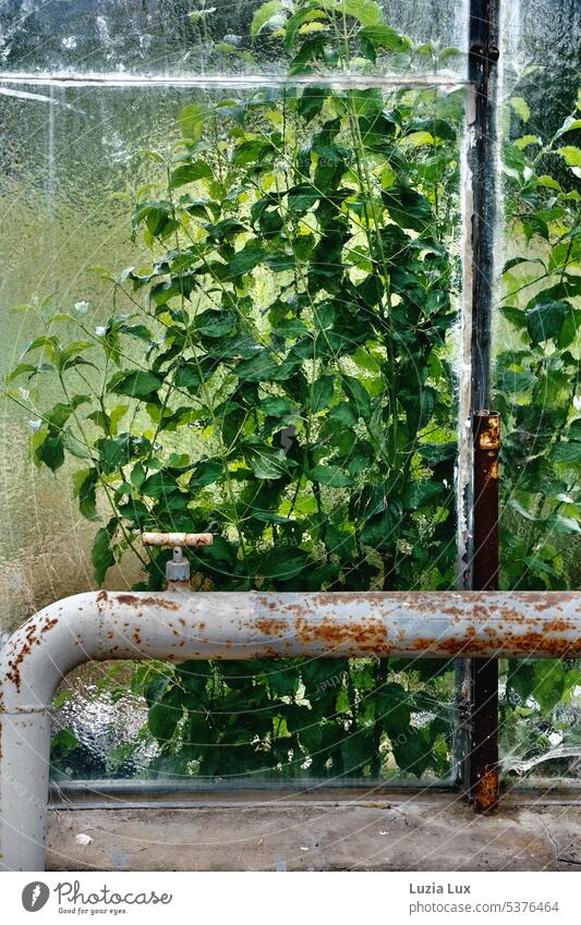 Old greenhouse... green branches in front of clouded window and old pipes Pane Glass Plant Nature Market garden Greenhouse do gardening Garden Light Bright