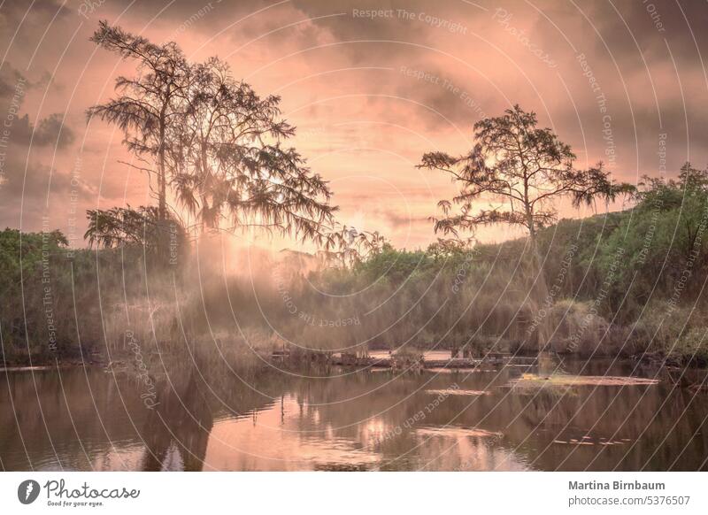 The beauty of the Cypress trees in the wetlands of the Caddo Lake landscape caddo lake nature spanish moss green park forest pond plant background water