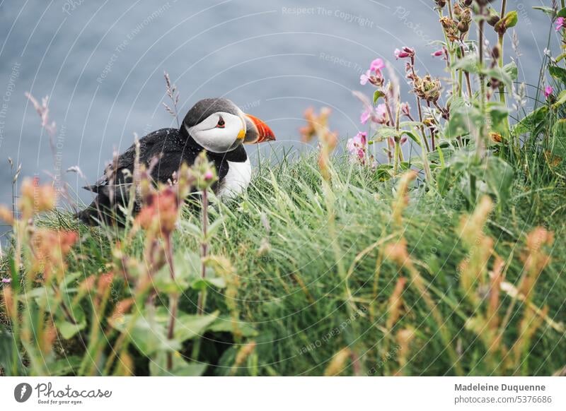 Puffins on the Shetland Islands puffin Bird Shetland islands Flying Scotland Archipelago uk united kingdom federation orange organger beak nest Ocean Wild