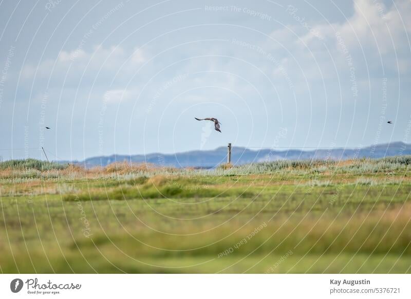 Male marsh harrier in flight Marsh harrier in flight Flight of the birds Bird Grand piano Bird in flight Nature Wild bird animal world Span birdwatching Speed