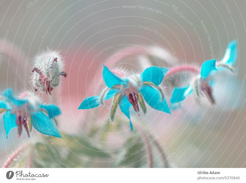 Borage flowers ( Borago officinalis ) Shallow depth of field Back-light Neutral Background Isolated Image Copy Space top Deserted Detail Close-up Exterior shot