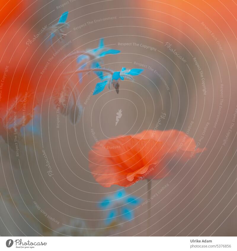 Delicate encounter|poppy flower meets borage (Borago officinalis) Borage borago officinalis Poppy Poppy blossom Red Corn poppy Plant Flower