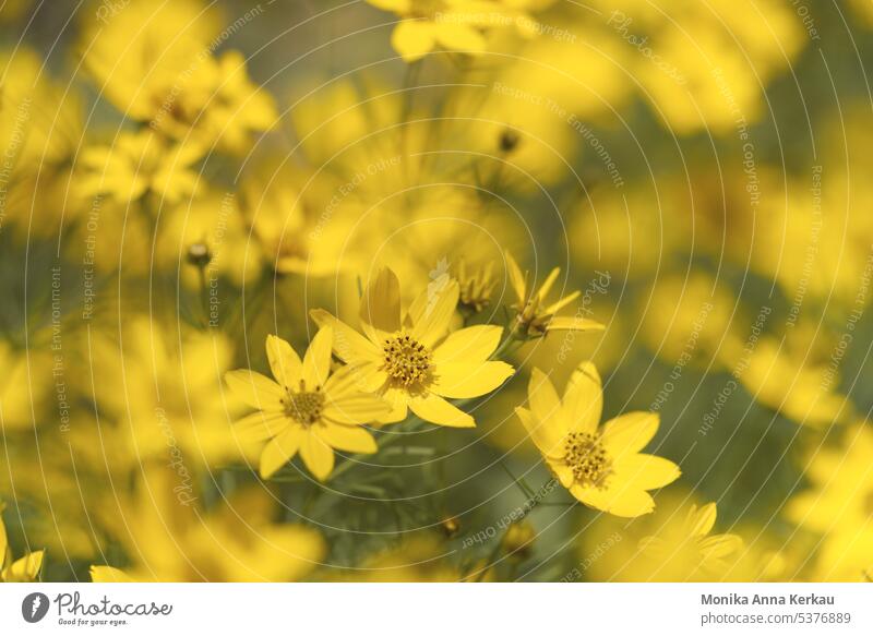 Bright yellow girl eye or beauty face Coreopsis Daisy Family Yellow Bright Colours tender flowers delicate blossoms Blossom Summer summer idyll Summer feeling