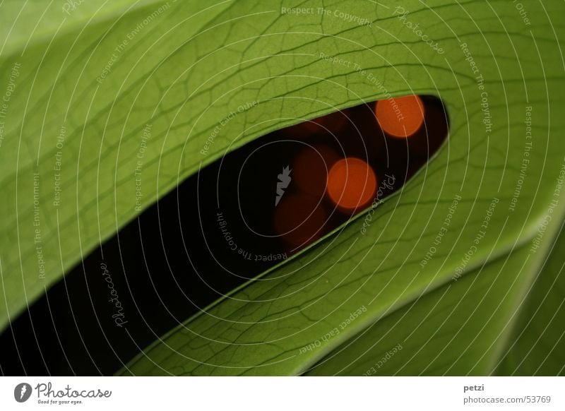 Window leaf (Monstera deliciosa) Life Plant Leaf Line Juicy Green Red Black Rachis Irregular Circle indoor plant Colour photo Interior shot Close-up Detail