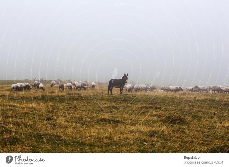 The mixed flock of sheep, donkey and goats grazing in the mist at early morning rain cold nature animal farming fog misty foggy pasture rural field grass group