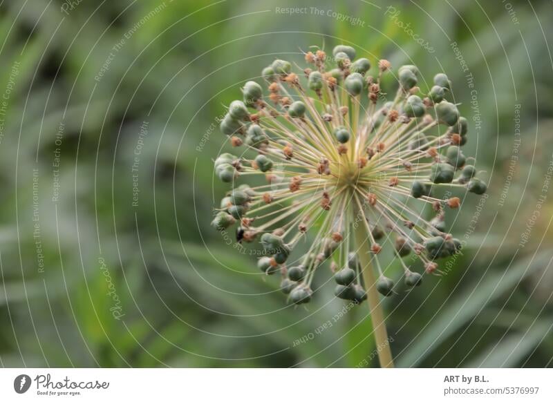 Allium/ ornamental leek flowered blossoms ornamental garlic allium Wonder Garden flowers macro Close-up garden magazine seed pods Sámen Market garden Blue Green