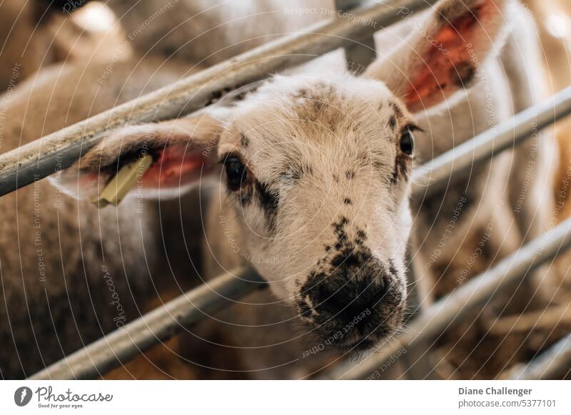 Baby lamb in pen Lamb farming Livestock Livestock breeding Agriculture Nature Country life Farm animal Animal portrait Organic farming