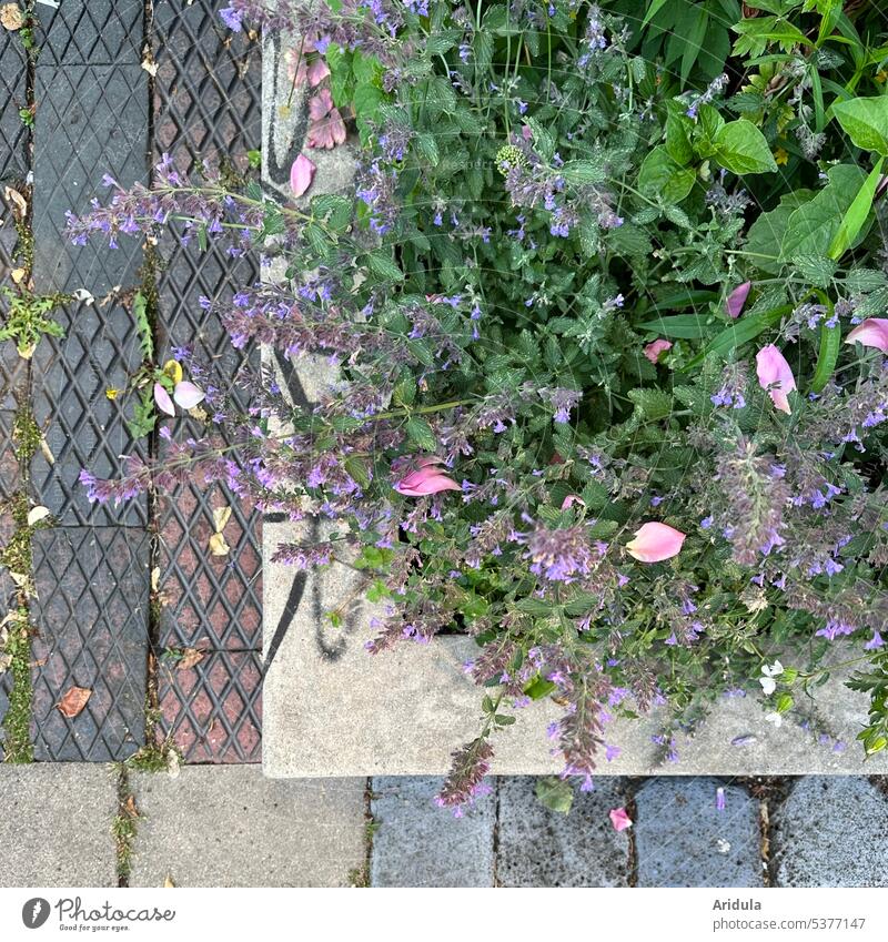 Urban greening | wild flower bed Flowerbed flowers Wild Herbaceous plants wild plants Garden Bed (Horticulture) Concrete Bird's-eye view Blossom Plant Summer