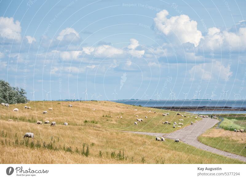 Sheep on the dike near Morsum Dike dike top coastal protection North Sea coast Energeiwende lawn Wind farm facilities Wadden Sea National Park sheep