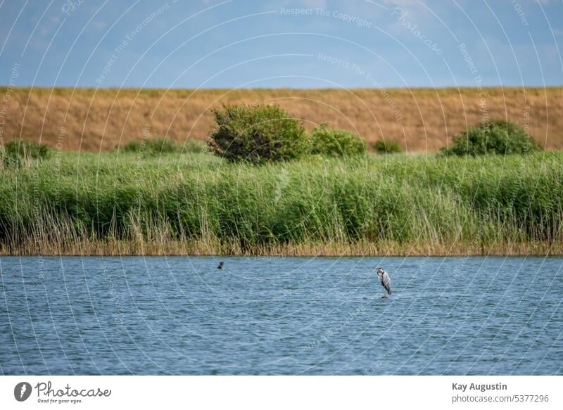 grey heron Grey heron pond Dike hinterland Reed Grass Zone reed grass Bird Day Heron Nature dike top North Sea coast Wadden Sea National Park bird sanctuary