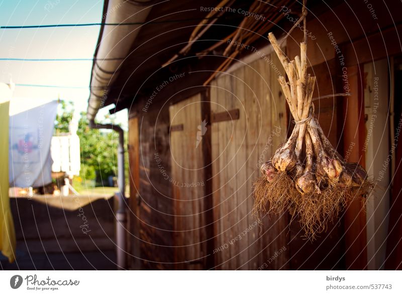 as before Garlic bulb Barn Summer Beautiful weather Hang Authentic Fragrance Natural Original Positive Warm-heartedness Modest Idyll Joie de vivre (Vitality)