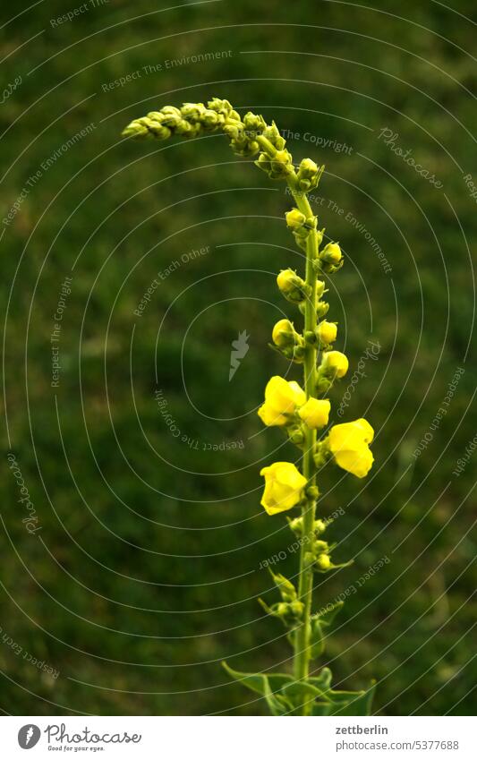 Mullein Evening blossom Blossom Relaxation awakening holidays Garden Hedge allotment Garden allotments bud Deserted neighbourhood Nature Plant tranquillity