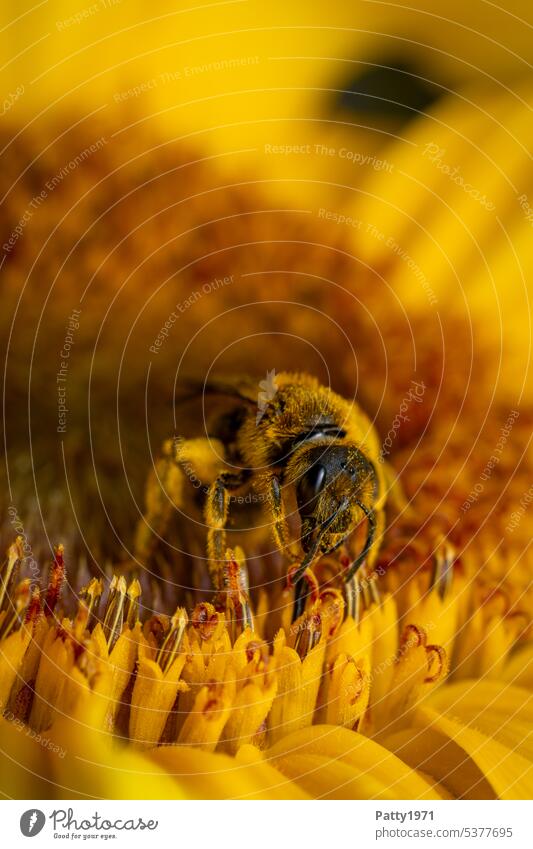 Honey bee collecting pollen on a sunflower. Macro shot. Bee Pollen Macro (Extreme close-up) macro Sunflower Diligent amass labourer Sprinkle Insect Nature