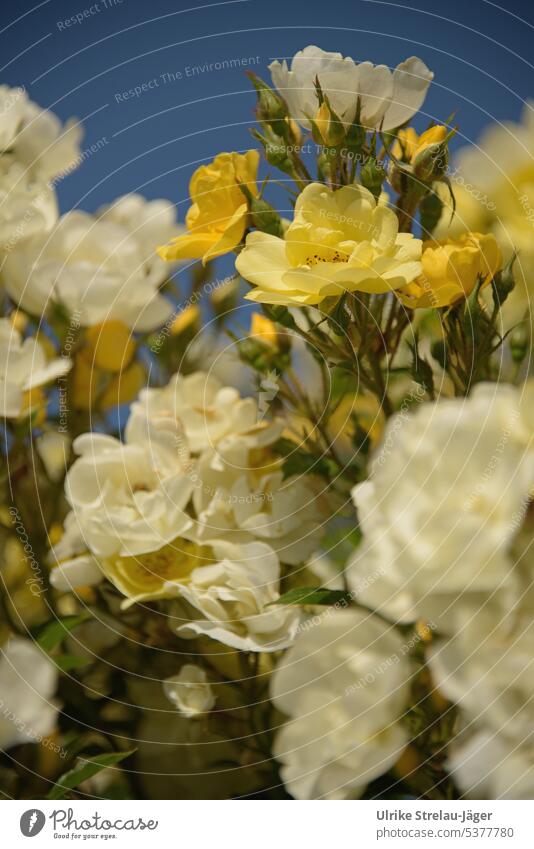 Rose blossoms | soaring bright yellow against deep blue sky pink Yellow Delicate Soft fragrant Fragrance Rose scent Garden Garden Plant blossomed open Close-up