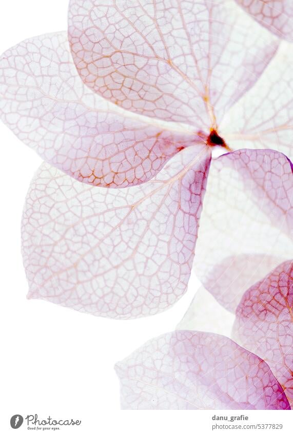 Hydrangea flowers dried and transparent Hydrangea blossom Flowering plant Pink pink flower delicate blossoms tender tones Delicate macro shot Detail Close-up