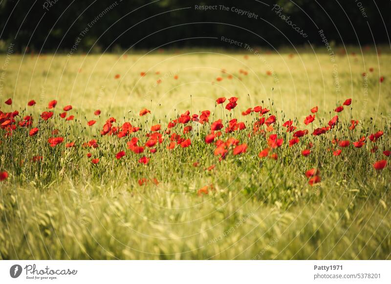 Red poppy blooms in wheat field Poppy Field Poppy blossom Corn poppy Flower Summer Idyll Nature Shallow depth of field Landscape red poppy Plant Blossom Many