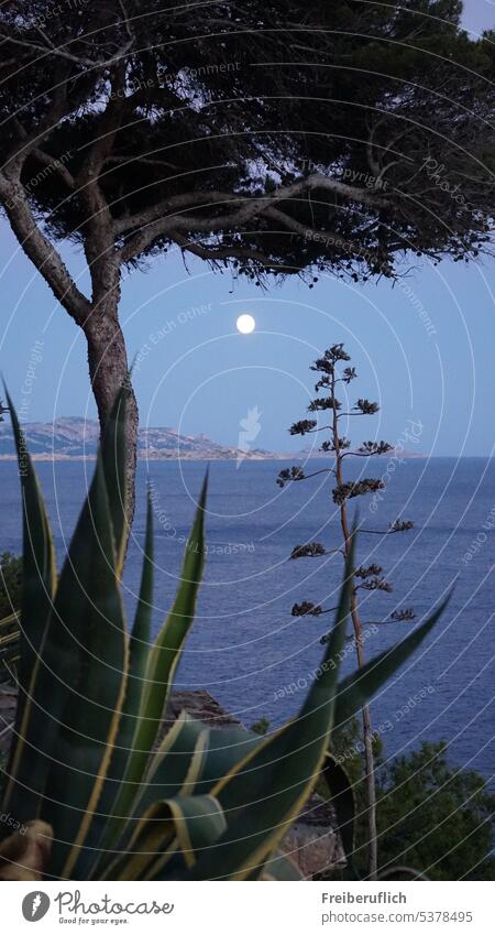 full moon Full  moon Night Dark Moon Night sky Ocean Moonlight Water Deserted Exterior shot Moody Night mood Blue dark blue plants moonlight Moonrise