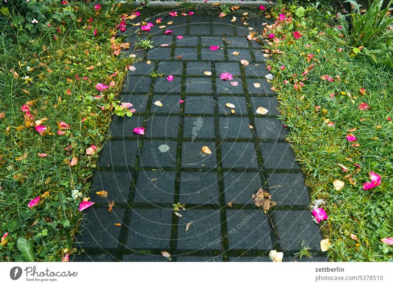 Rose petals on the garden path blossom Blossom Relaxation awakening holidays spring Spring Garden Hedge allotment Garden allotments bud Deserted neighbourhood