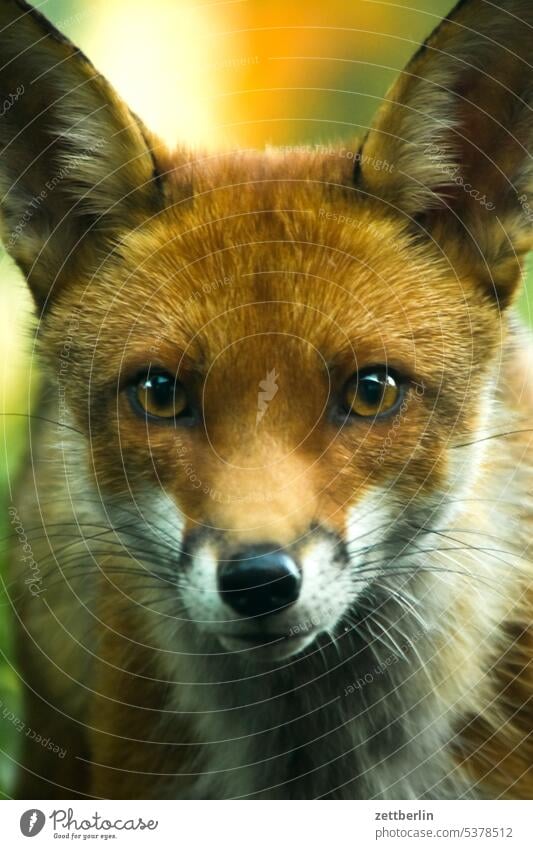 Fox portrait Animal Wild Wild animal young fox animal portrait Eye contact eye contact see look attention Face Pelt ears Frontal encounter Park Garden Curiosity