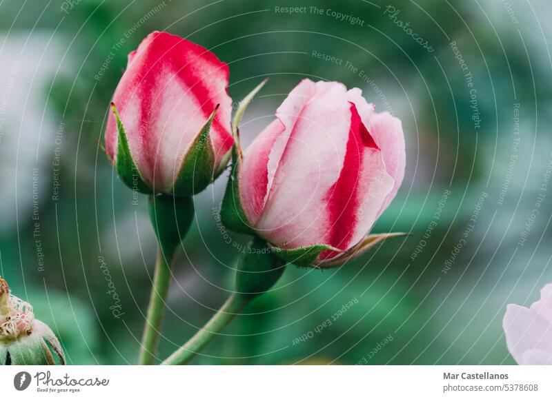 Close up of pink rose in garden. (Selective focus) two flora natural veined variegated two color petal blurred background out of focus selective focus flower