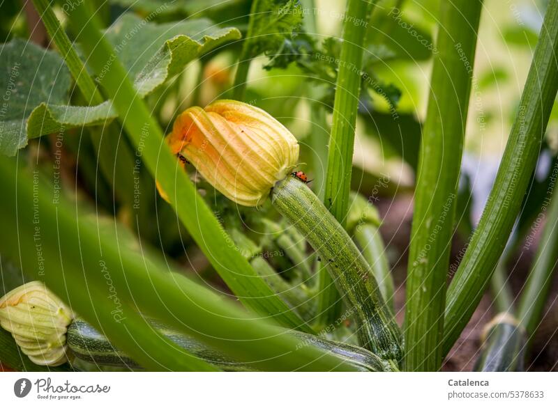 Ladybug crawls up the zucchini to the flower Ladybird Beetle Crawl Insect Animal fauna Plant flora Nature Environment Day daylight blossom fade Blossom