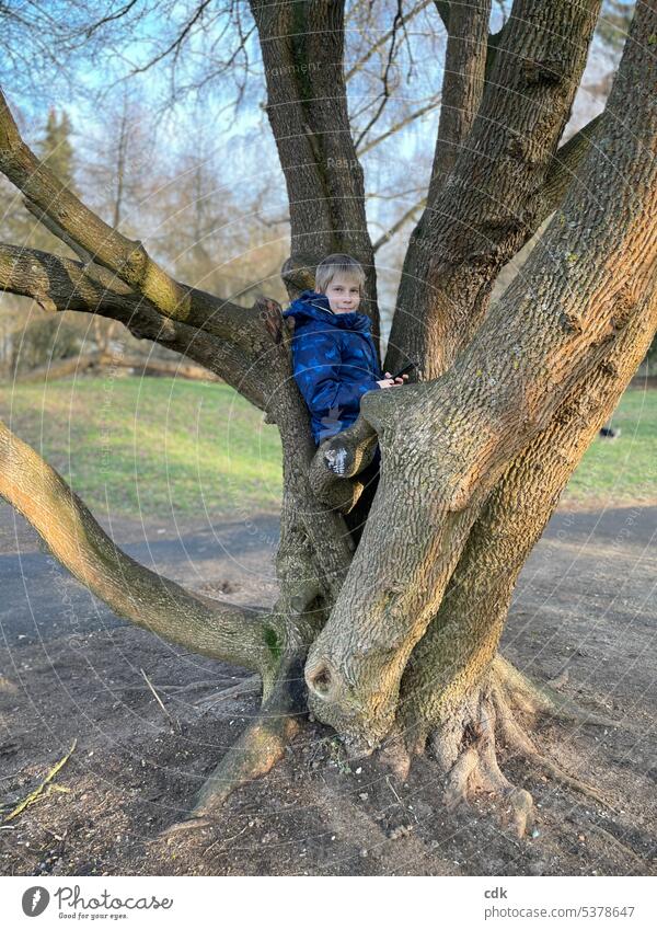 Childhood & adolescence | a boy made himself comfortable in the tree with smartphone | dealing with media. younger Human being teenager youthful Easygoing