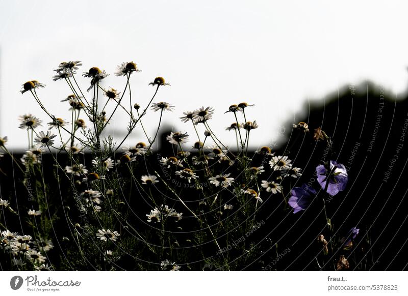 little flowers roofs Flower Summer Roof terrace Balcony Plant Sky Town Nature Bluebell Chamomile