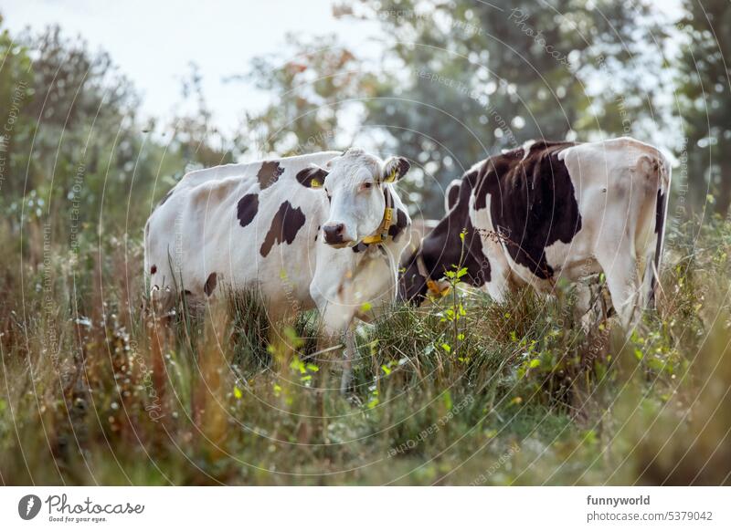 Two cows on a summer meadow Farm animals Grazing cows Cattle Cows running free Meadow Willow tree Pastureland cattle Natural landscape Agriculture Country life