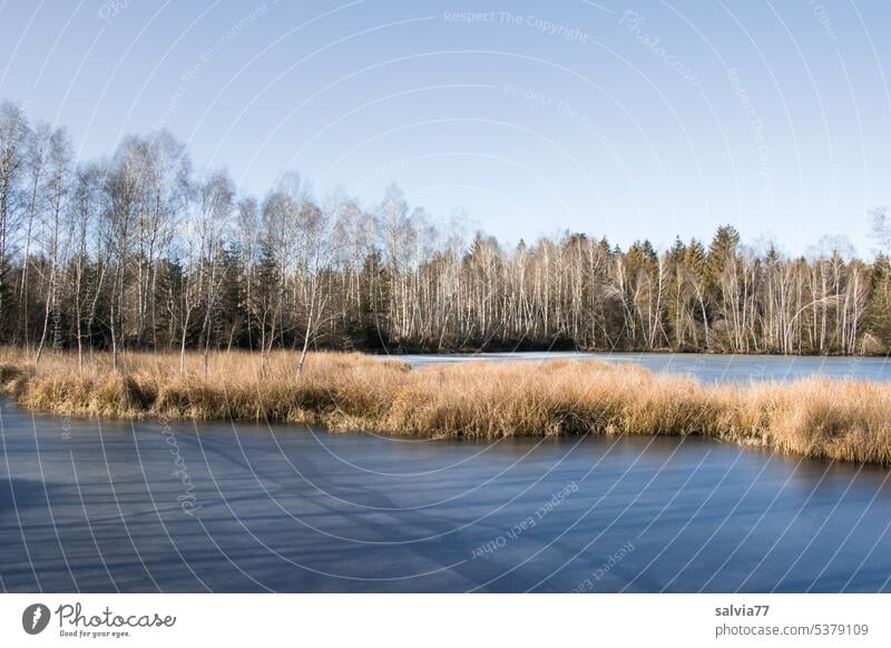 Autumnal moorland landscape, reed lake with reed island, the water is slightly frozen Lake Island Bog Nature Landscape Marsh Water Deserted Calm Colour photo