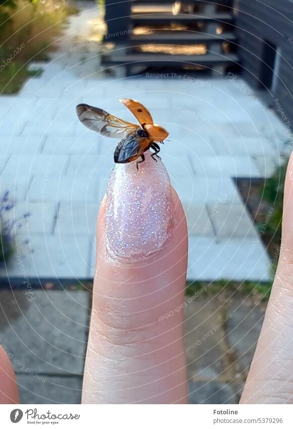 A small red ladybug landed on my hand and paused for a moment. Then it climbed to the tip of my finger, spread its wings and flew away. Bye bye little ladybug and thank you for taking care of my garden