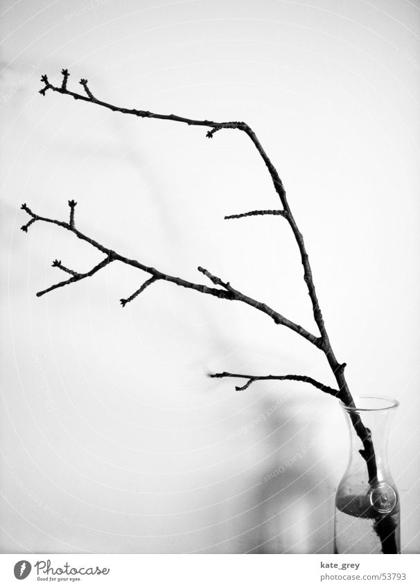 branch Bushes Tree Winter Interior shot Black White Branch Twig Nature