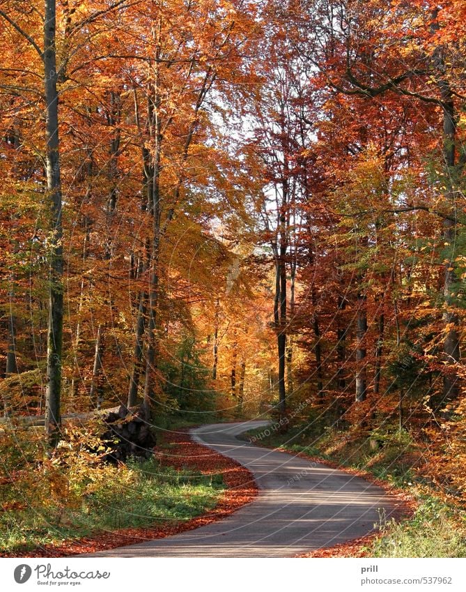 roadside autumn scenery Nature Landscape Autumn Tree Bushes Leaf Forest Street Lanes & trails Wood Brown Yellow Green Peaceful Lively trunk Rural Germany