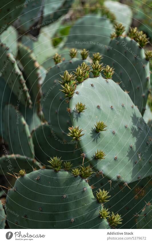 Cactus Opuntia leucotricha in sunny day outdoor opuntia cactus green leaf natural nature new part plant prickly spine summer textured thorn tropic tropical