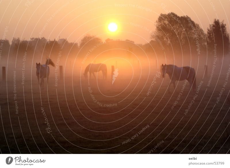 fog horses Fog Horse Sunrise Morning Hannover Bad weather Yellow Red Tree Dawn lahe steamy Nature Orange