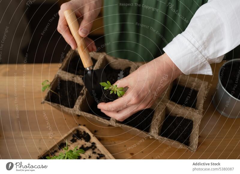 Unrecognizable woman standing near wooden table with soil gardener seeding plant work spade growth female kid preteen dig tool instrument daylight daytime leaf