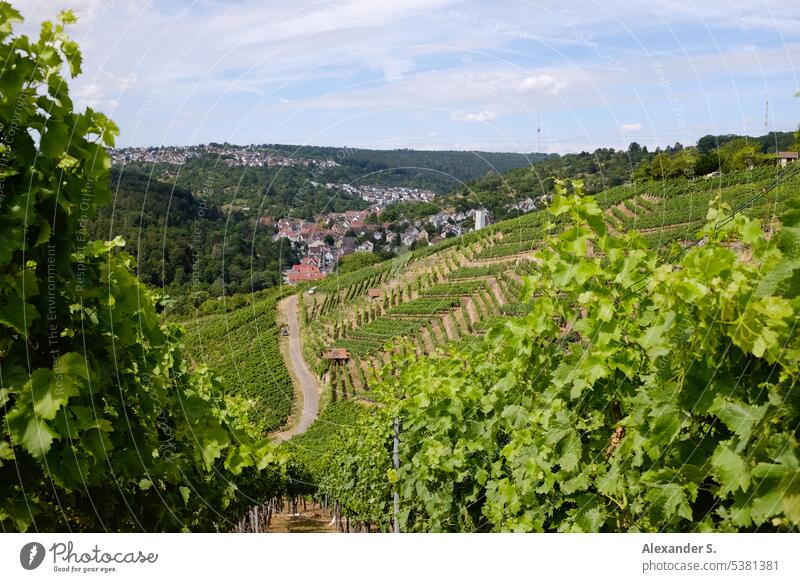 View through vineyards to Stuttgart-Rohracker, in the background the television tower panorama Panorama (View) panoramic view Forest Landscape Vantage point