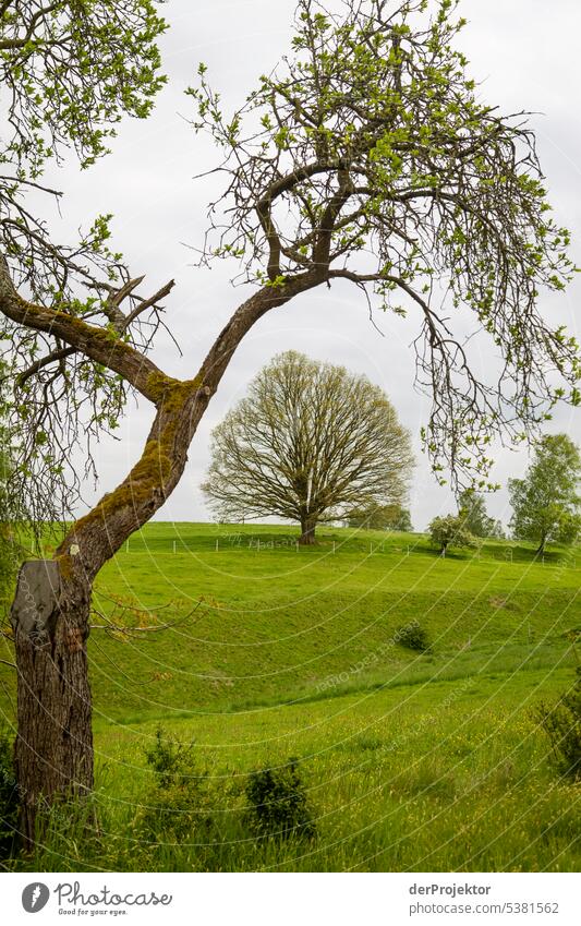 Tree frames tree in green in Bohemian Switzerland Central perspective Deep depth of field Day Copy Space middle Copy Space right Copy Space left