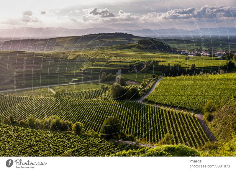 Kaiserstuhl evening Beautiful weather Sky Landscape Nature Tourism Evening Exterior shot Colour photo Relaxation Wine growing Hill Field Summer Horizon Clouds