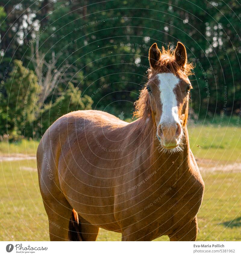 brown horse with white pallor in sunlight Horse horses Brown bay horse Animal Nature Exterior shot Meadow Willow tree Colour photo Rural Farm Landscape Field