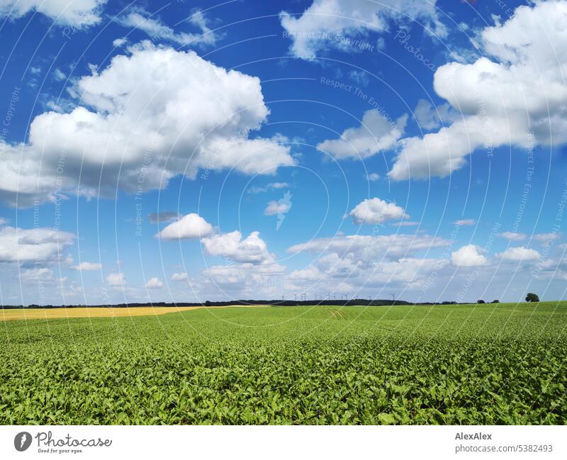 small white clouds over a flat landscape with fields and forest on the horizon. Clouds Landscape Northern Germany Meadow plants Green flowers Bushes Tree Forest