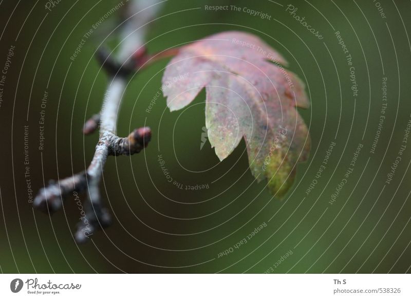 leaf Environment Nature Plant Autumn Leaf Esthetic Natural Harmonious Colour photo Exterior shot Copy Space right Copy Space bottom Neutral Background