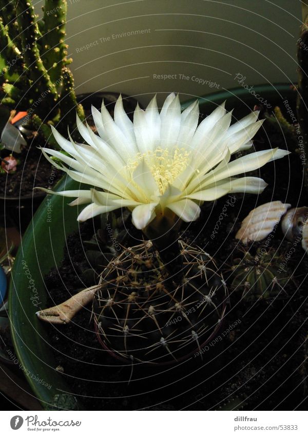 Beauty Comes From Within Cactus Blossom Summer Flower Still Life Individual Flowerpot Breed Succulent plants Growth Nature Thorn Beautiful Blossoming Desert