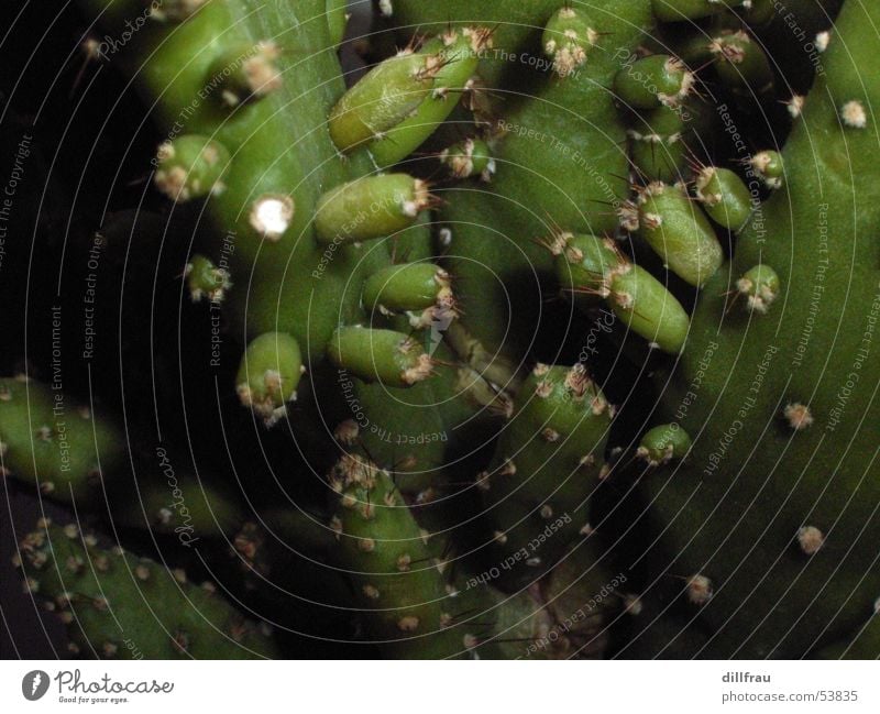 outgrowth Cactus Succulent plants Green Summer Physics Flowerpot Thorn Sun Near Macro (Extreme close-up) Earth Sand Desert Warmth gree outside hot danger