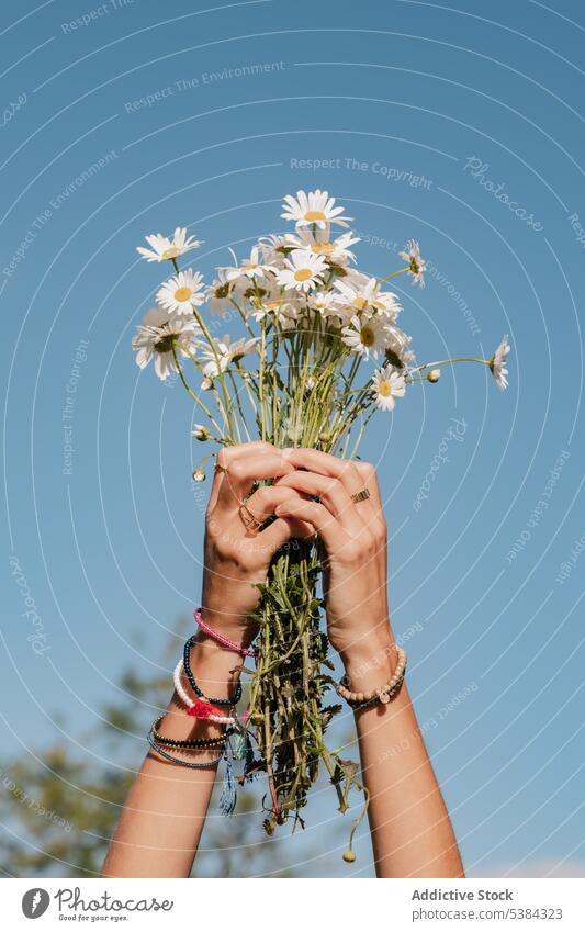 Woman with chamomiles in hands woman daisy flower bouquet bunch spring bloom summer vacation female wildflower blossom fresh field nature green white floral