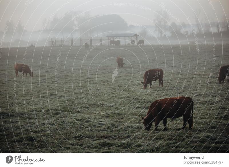 Cows in winter on frozen meadow in morning mist cows Cattleherd Winter rural scene Meadow Frozen Morning fog chill Landscape animal world animals Fog Frost